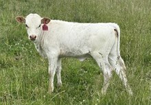 2025 Heifer (Scorcher)