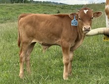 2025 Bull (Casanova Hottie)