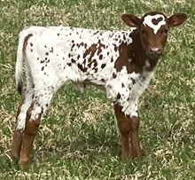 Watson 976 Heifer 2025