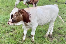 301 KCM Unnamed  - Dixie Gal