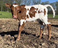 Foxy Lady Heifer 2025