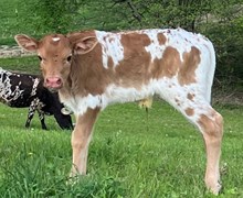 Concealed Red Heifer 2025