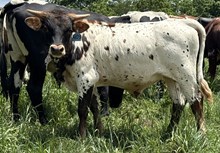 2024 Bull (Lemme Introduce)