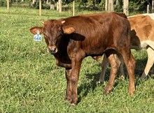 2025 Bull (Thelma Lou)