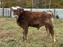 25-17 Steer