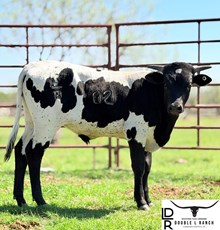 DLR Jeremiah's Jackpot