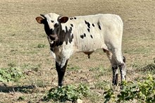 451 KCM Unnamed Steer(Cover Girl)