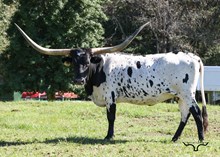 KDK Brook's Oreo