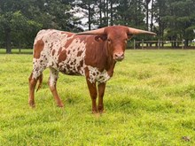 BCC Lethal in Stilettos