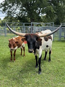 Cowboy's Precious Lady