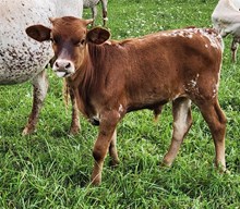 MM Miss Duchess Profit Hangin on 2 U bull