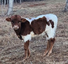 MM Maxim Stand Out Hangin On 2U bull calf