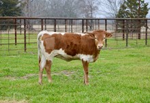 G3 DAYDREAM COWBOY 🇺🇸