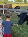 Kids love to feed the longhorns!