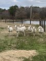 Meet our sheep :)