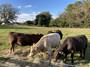 Weaning the babies