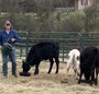 Barry feeding our Angus cross weanlings