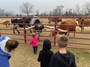 Feeding longhorns is exciting!