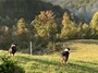 The Aussies of Aussie Acres watching the herd!