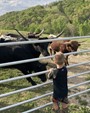 Feeding longhorns is exciting!