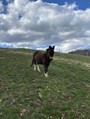 Brownie joined the ranch as a companion to JW, his new fiesty little sister :)