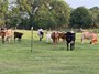 Learn about the majestic Texas Longhorns!