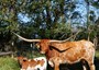 We are committed to breeding exceptional genetics with our boutique Texas Longhorn herd